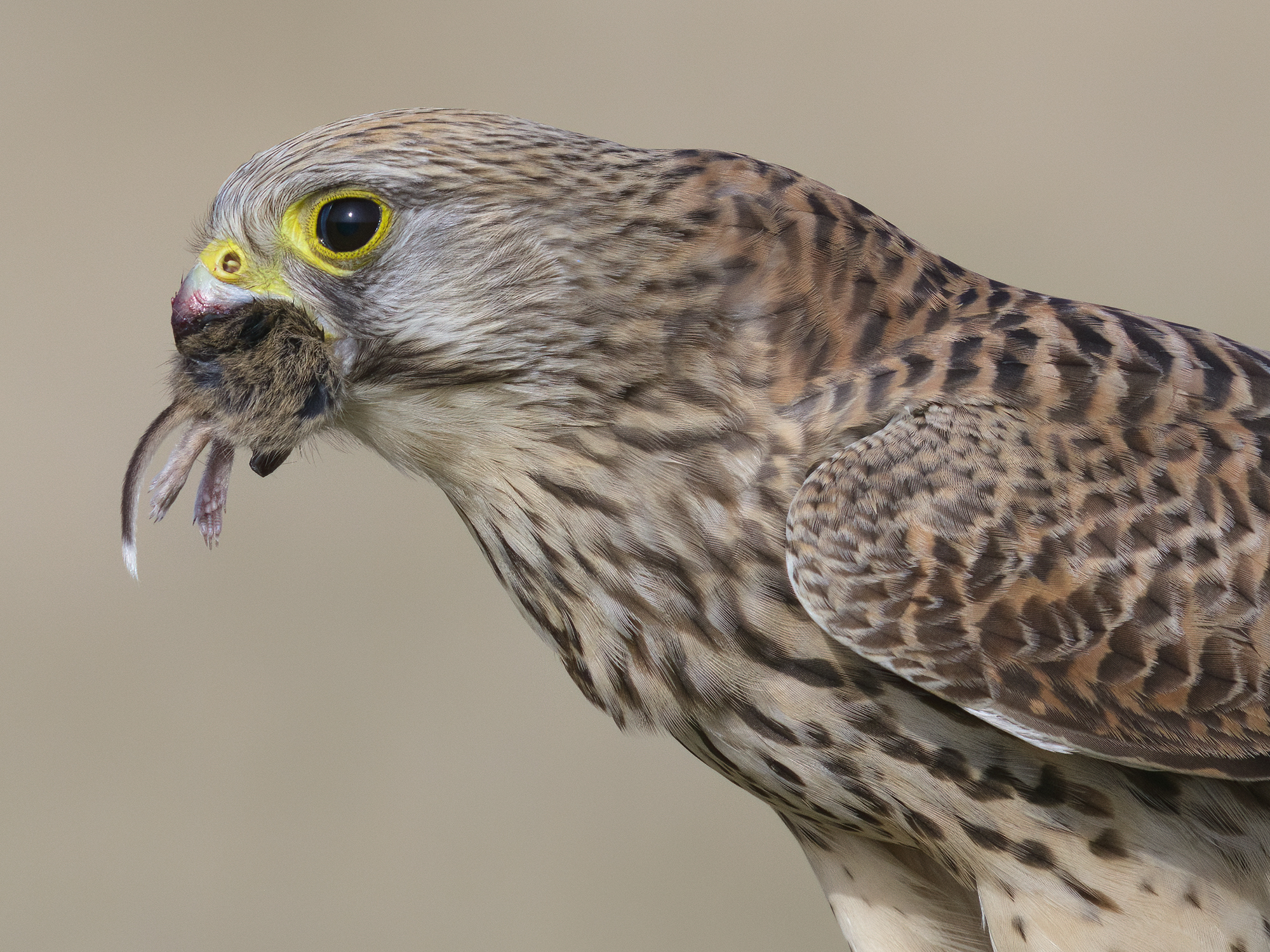 Beim Versuch, über die ...